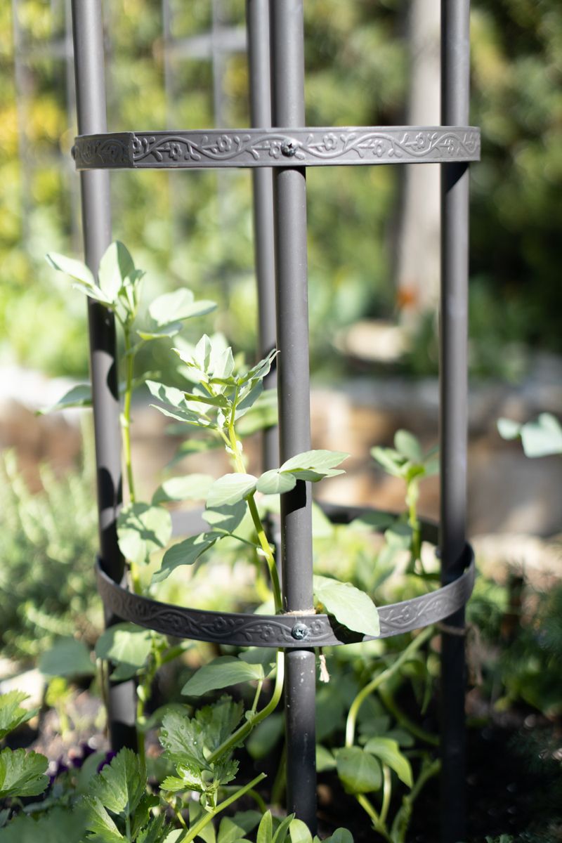 Install Supports for Tall Plants