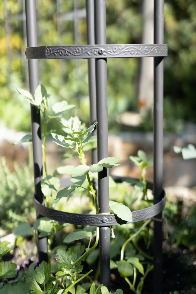 Install Supports for Tall Plants