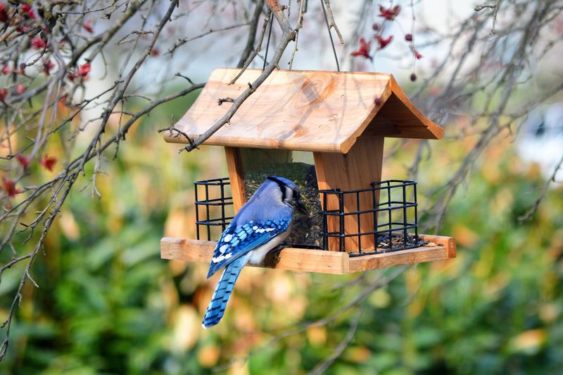 Installing a Bird Feeder