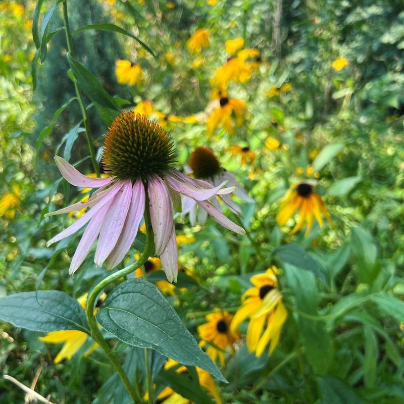 Insufficient Pollinators