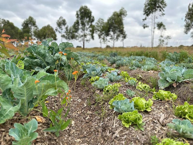 Intercropping