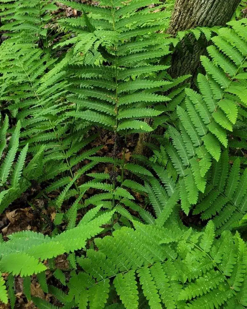 Interrupted Fern