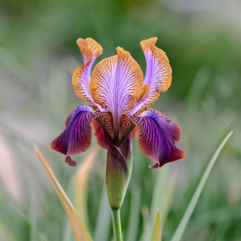 Iris