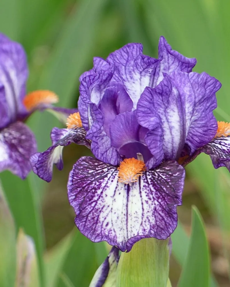 Iris