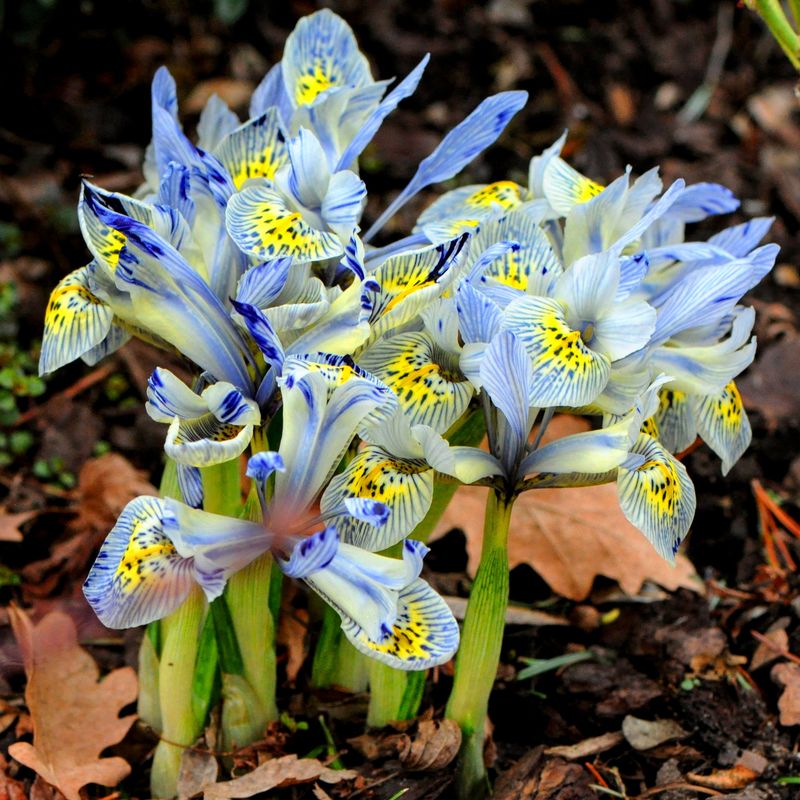 Iris Reticulata