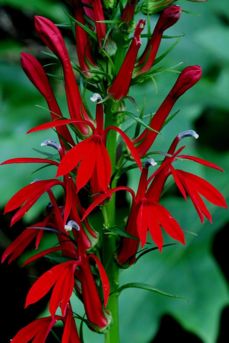 Cardinal Flower