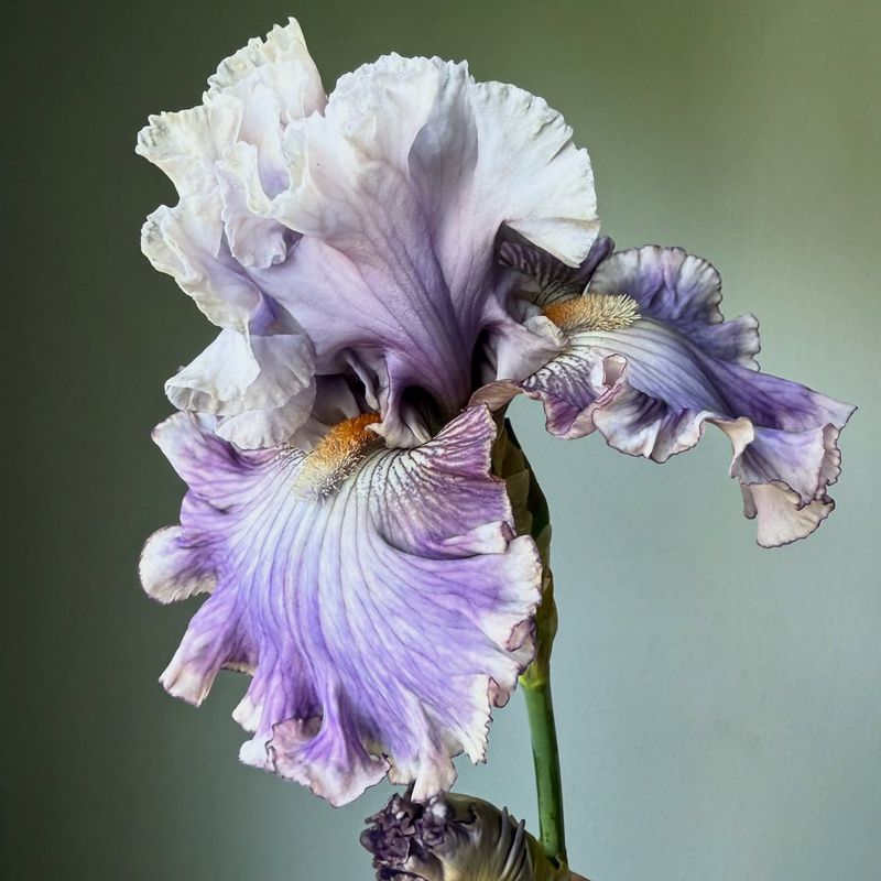 Irises
