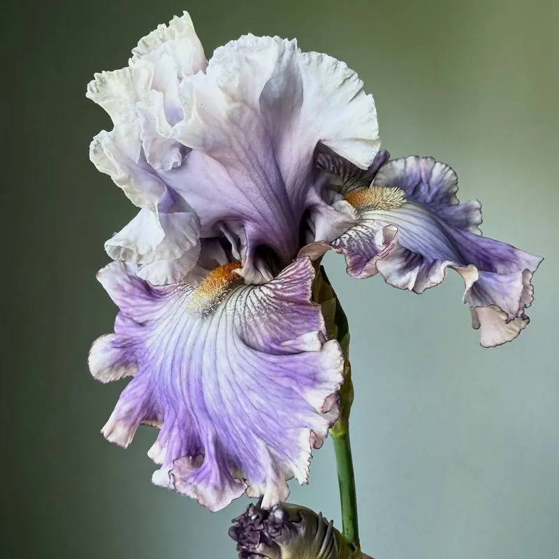 Irises