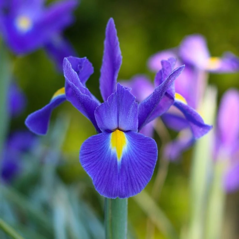 Irises