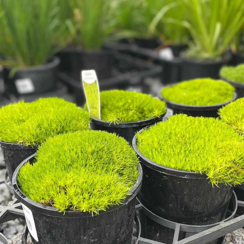 Irish Moss