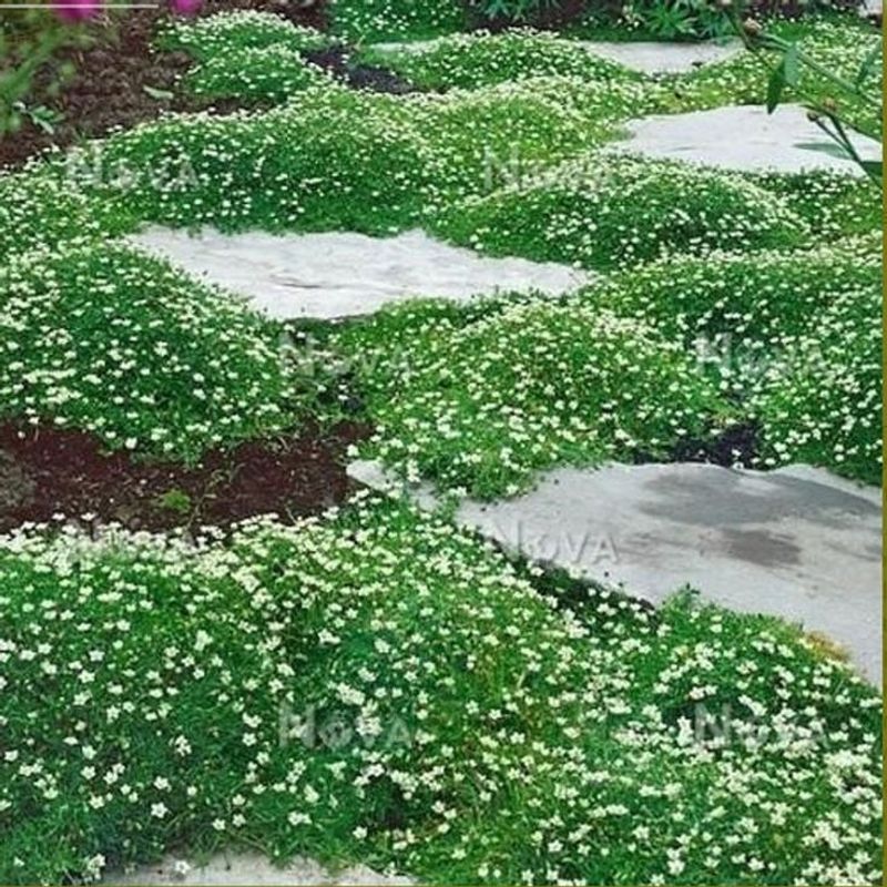 Irish Moss (Sagina subulata)