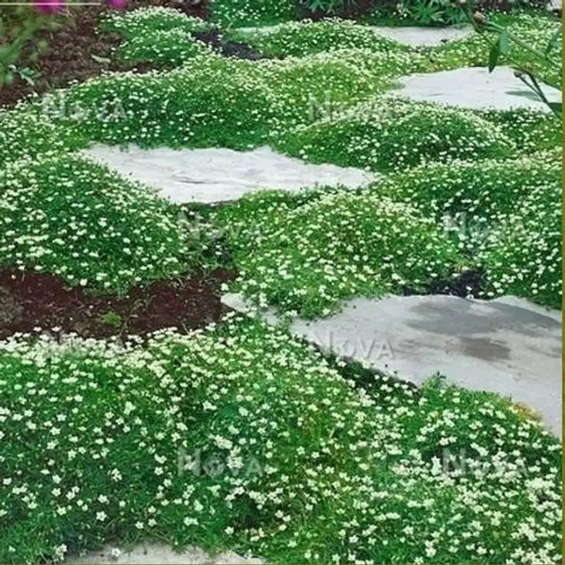 Irish Moss (Sagina subulata)
