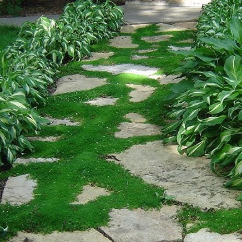 Irish Moss