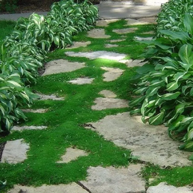 Irish Moss