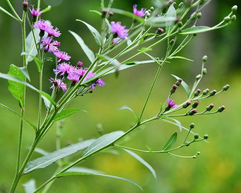Ironweed