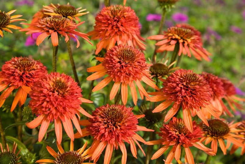 Irresistible Coneflower