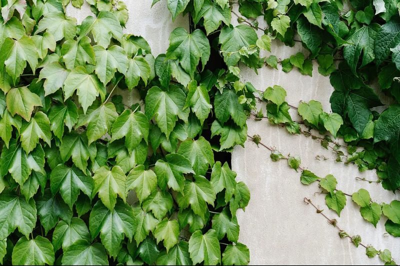 Ivy