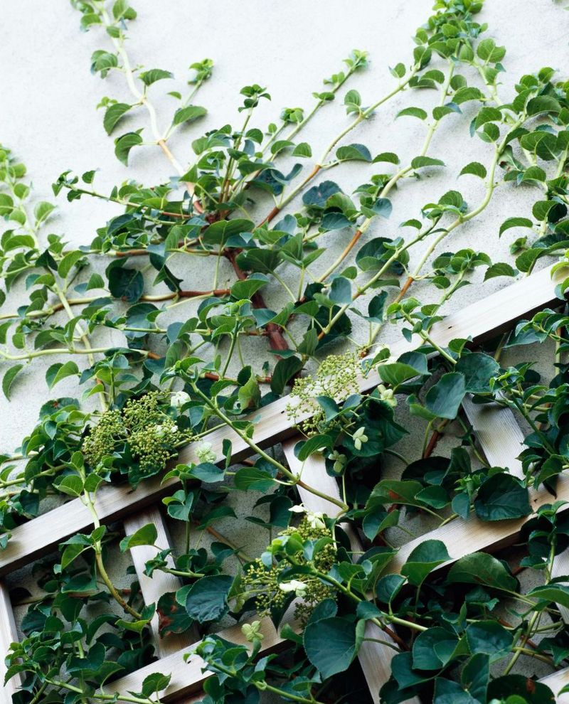 Ivy