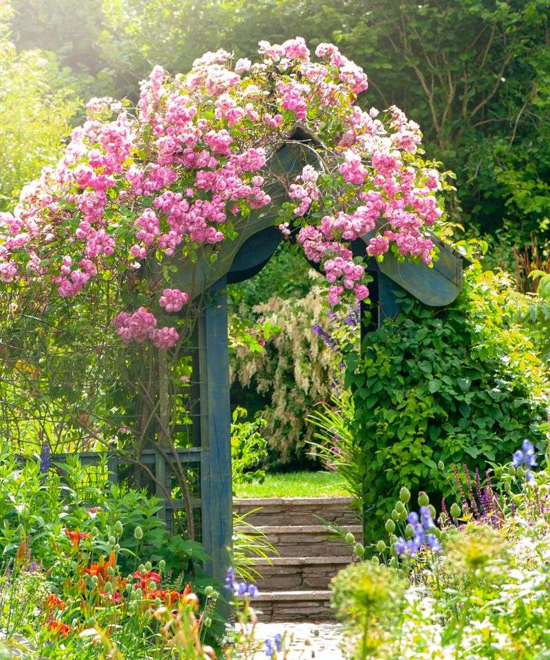 Climbing Rose