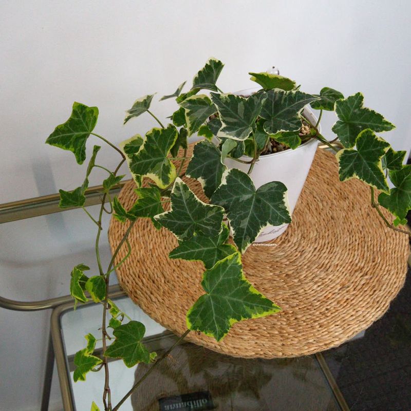 Ivy