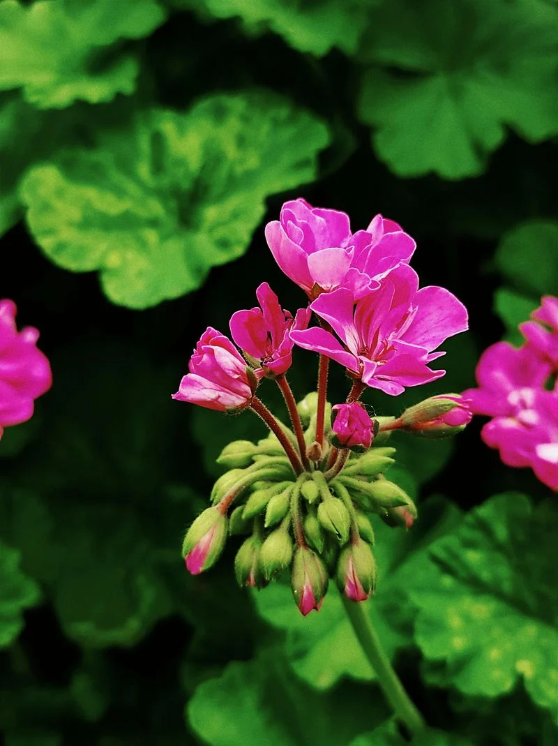 Ivy Geranium