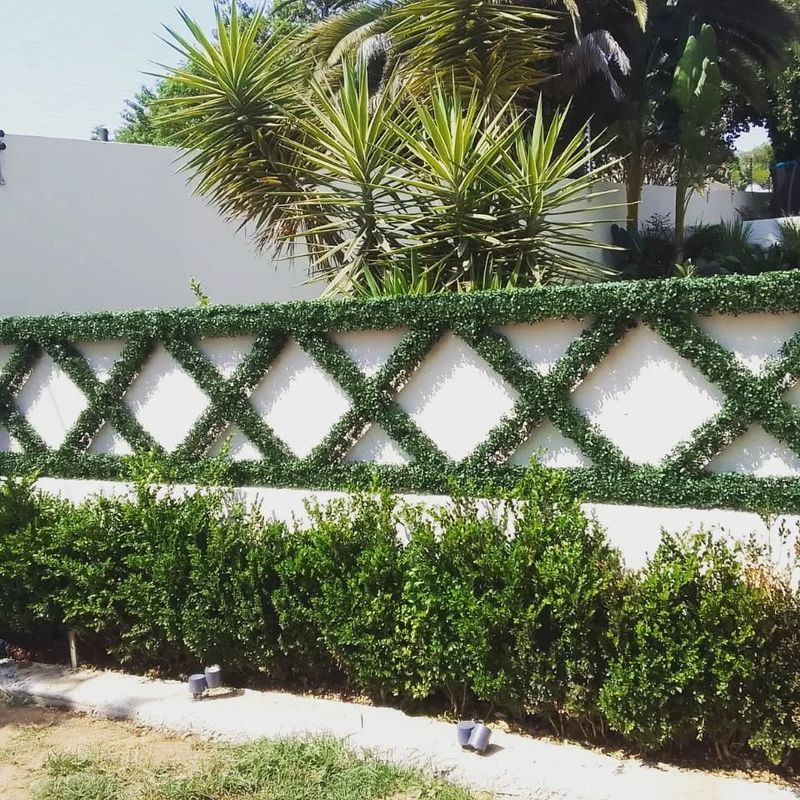 Ivy Intrigue