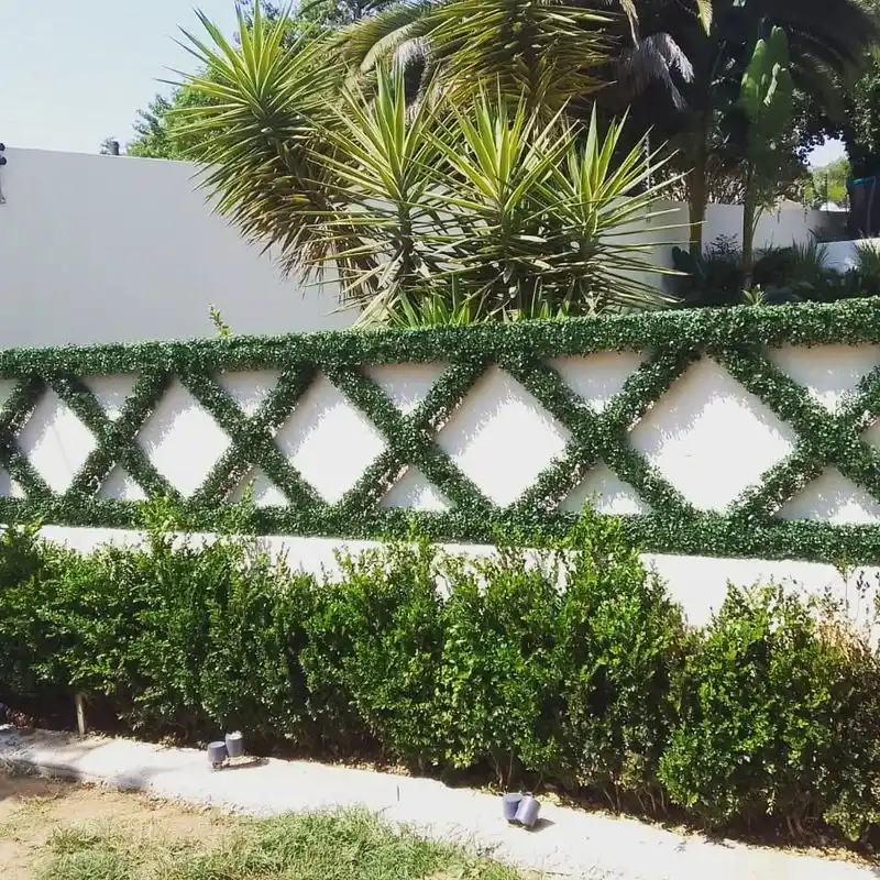 Ivy Intrigue