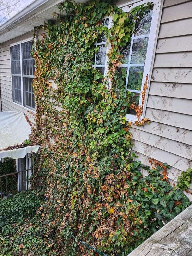 Ivy Takeover