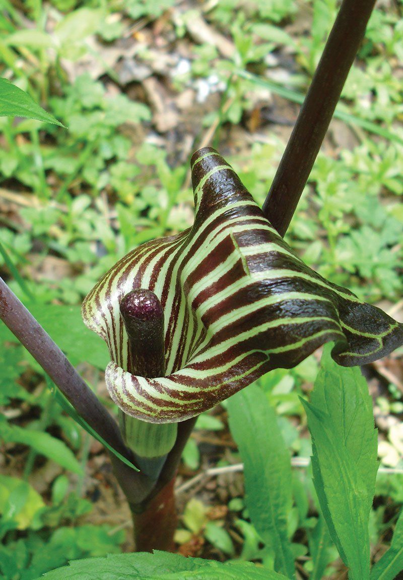 Jack-in-the-Pulpit