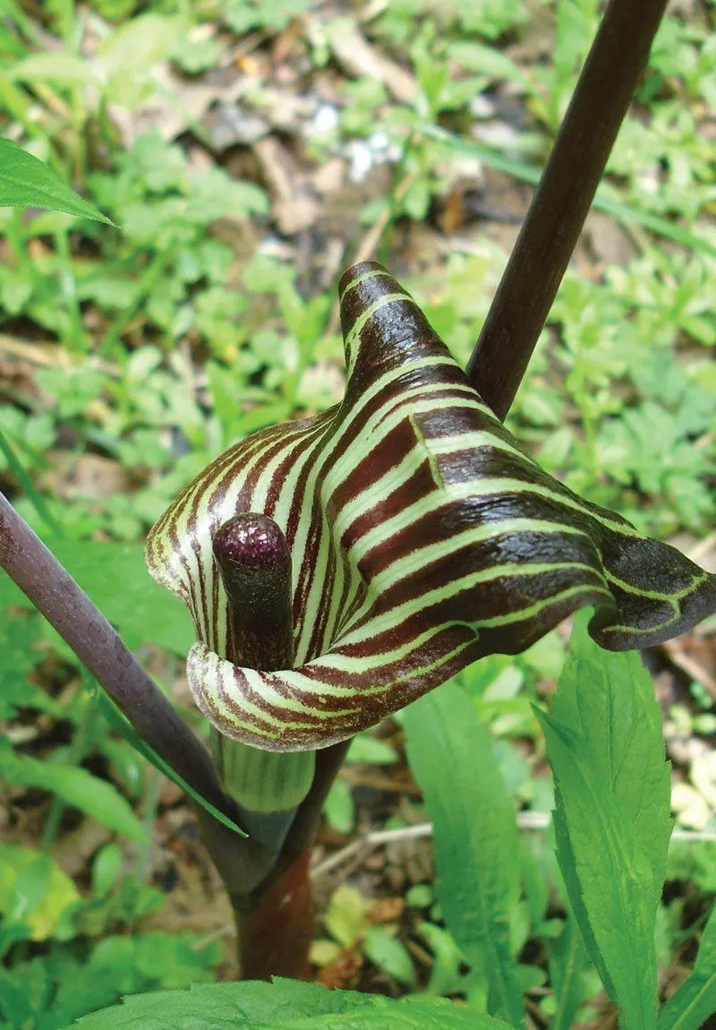 Jack-in-the-Pulpit