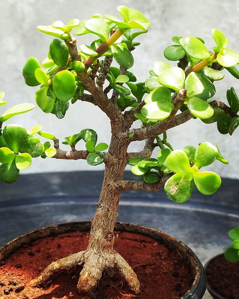 Jade Plant
