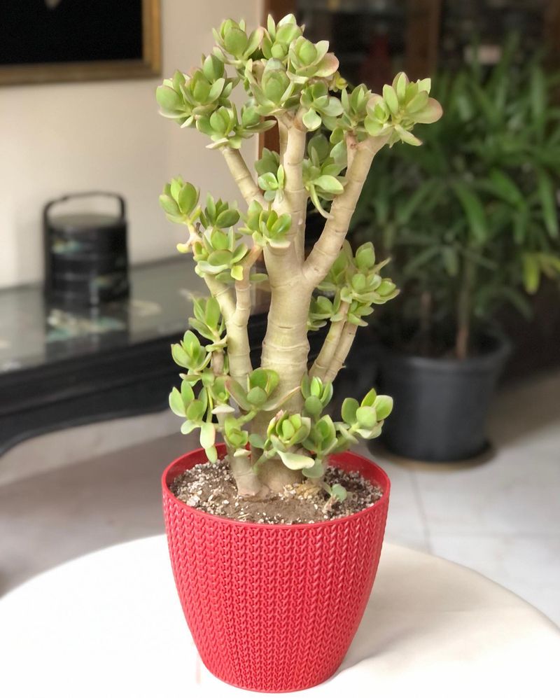 Jade Plant