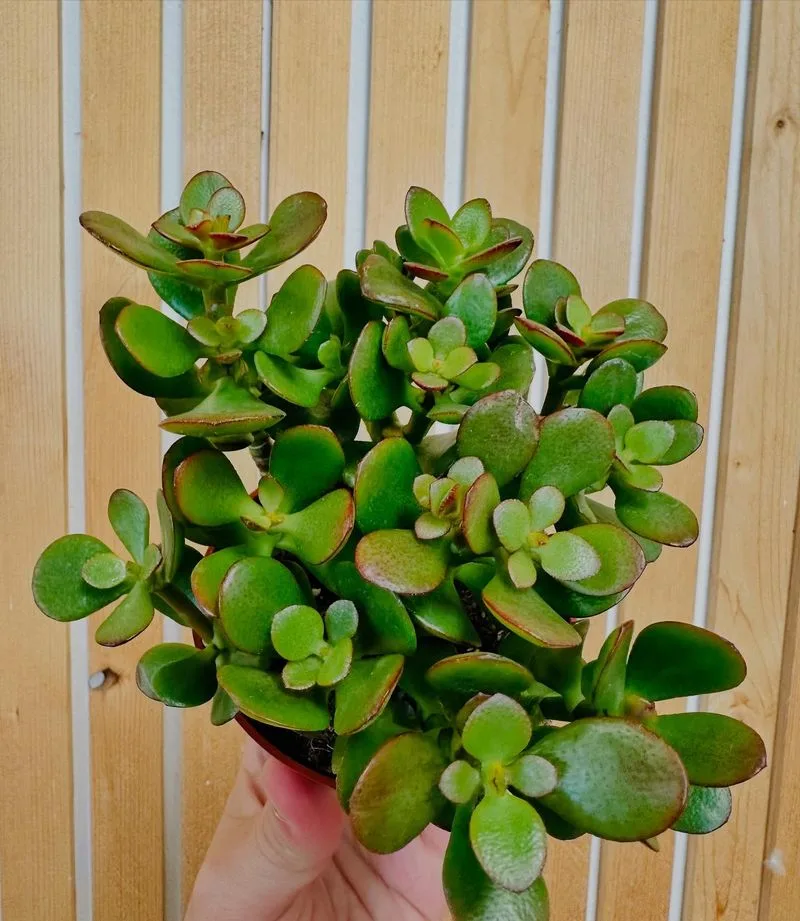 Jade Plant