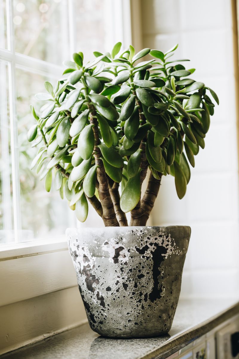 Jade Plant