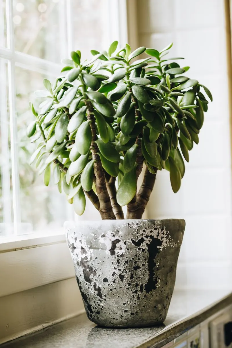 Jade Plant