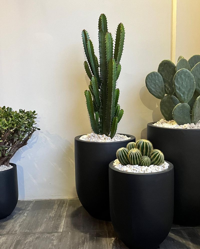 Jade Plant