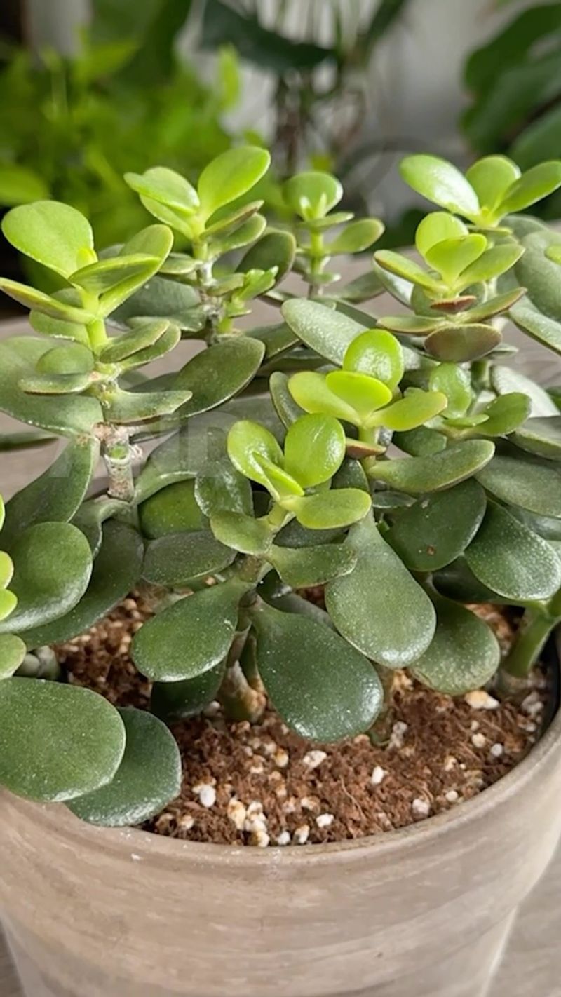 Jade Plant