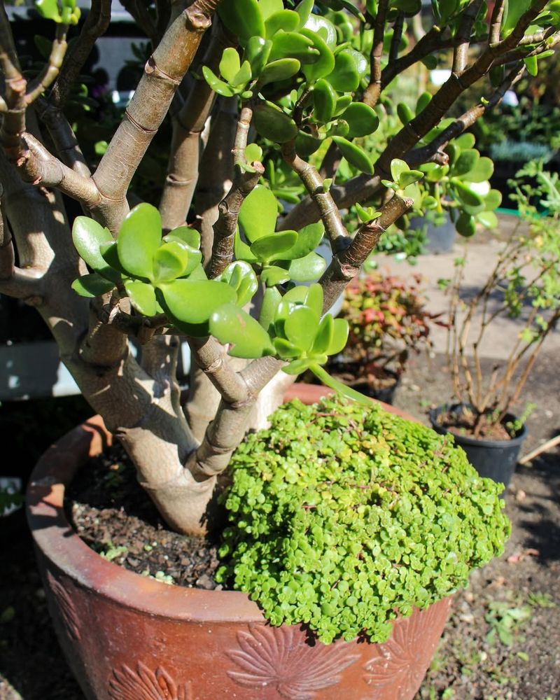 Jade Plant