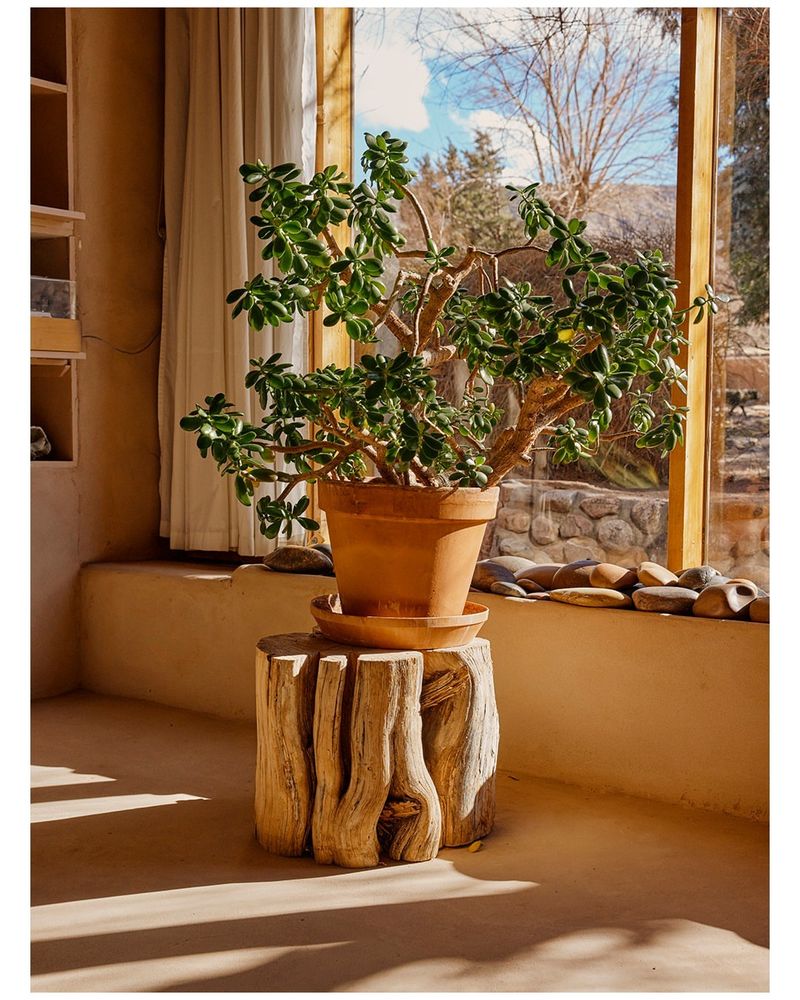 Jade Plant
