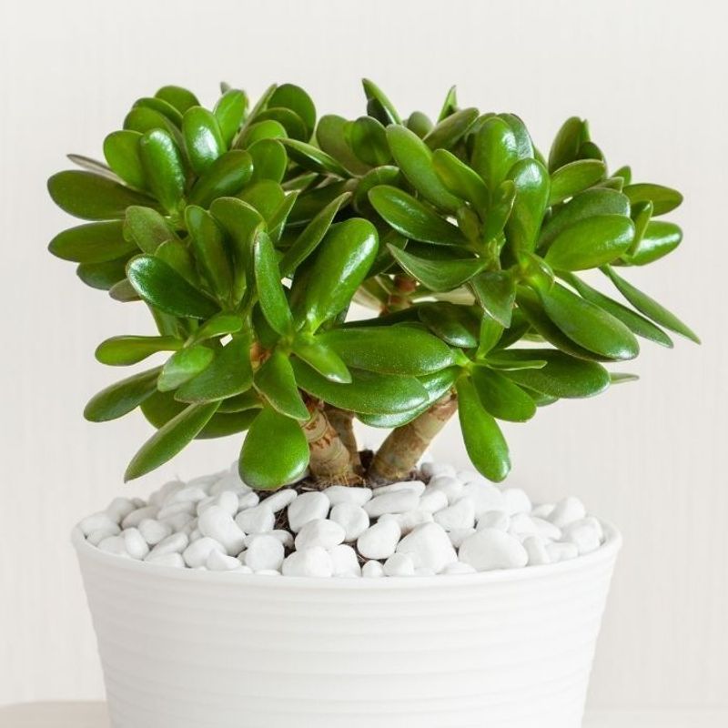 Jade Plant