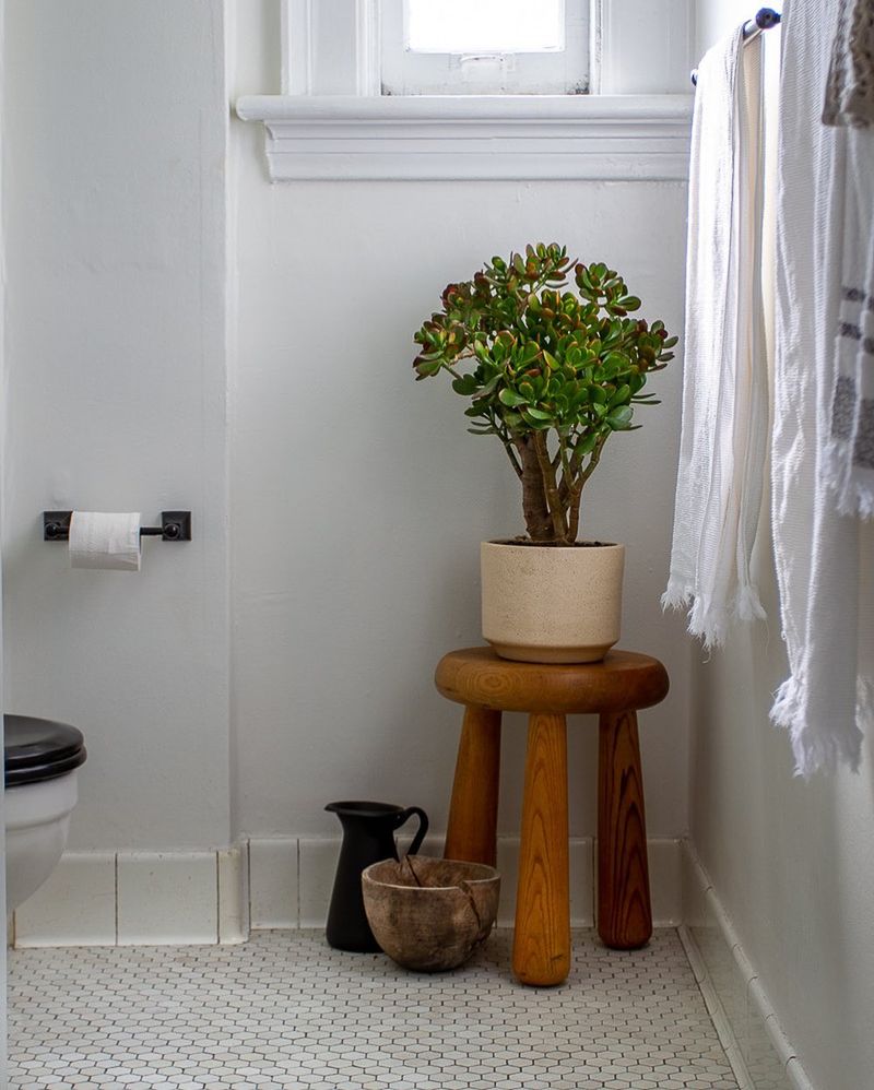 Jade Plant