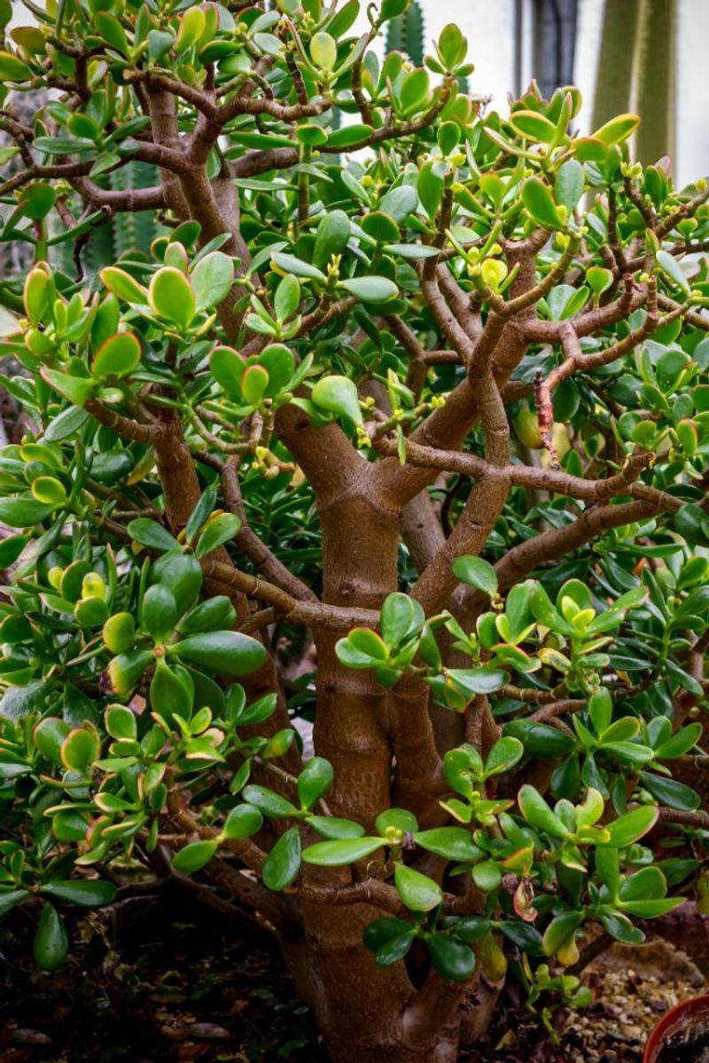 Jade Plant