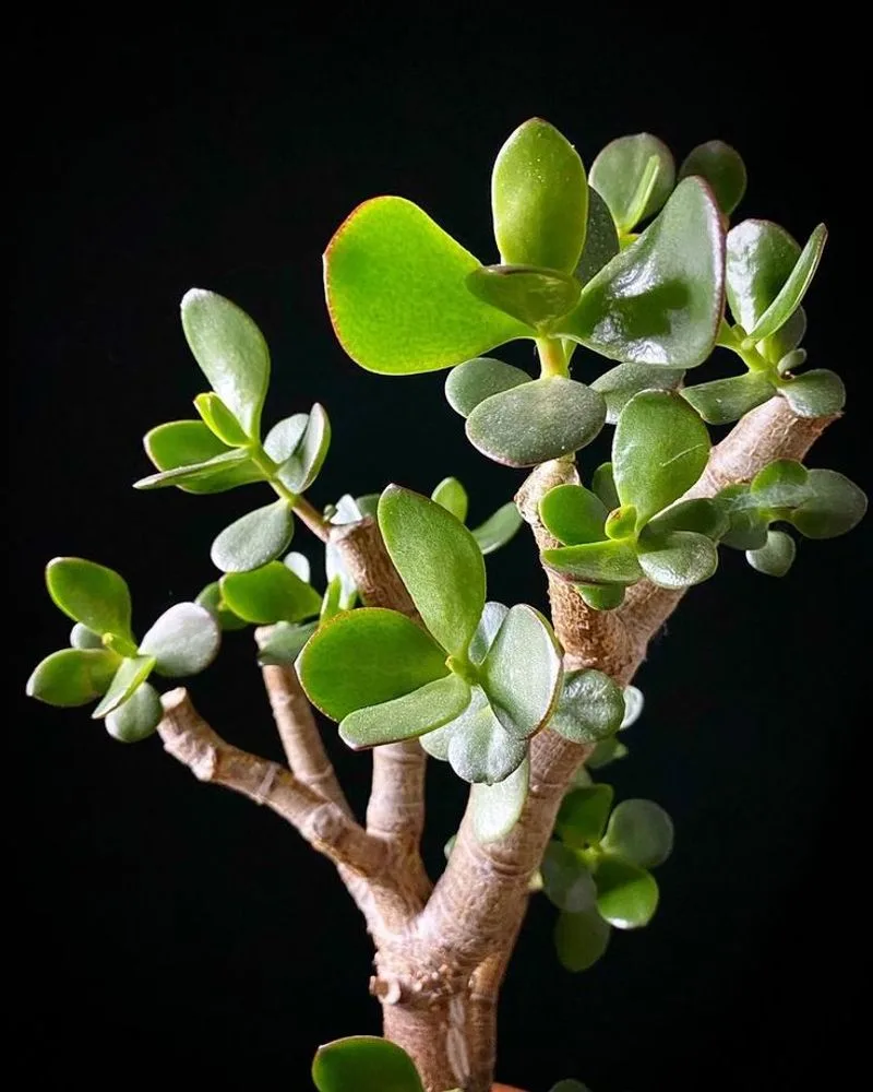 Jade Plant
