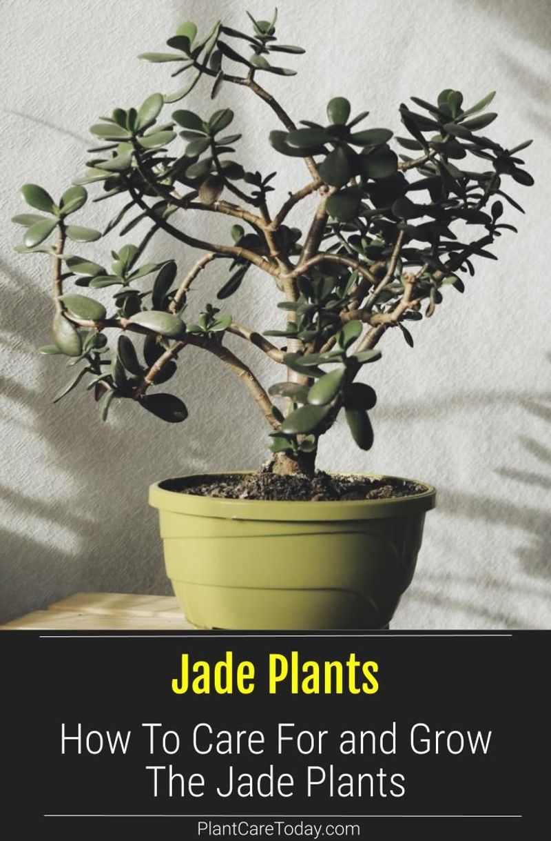 Jade Plant