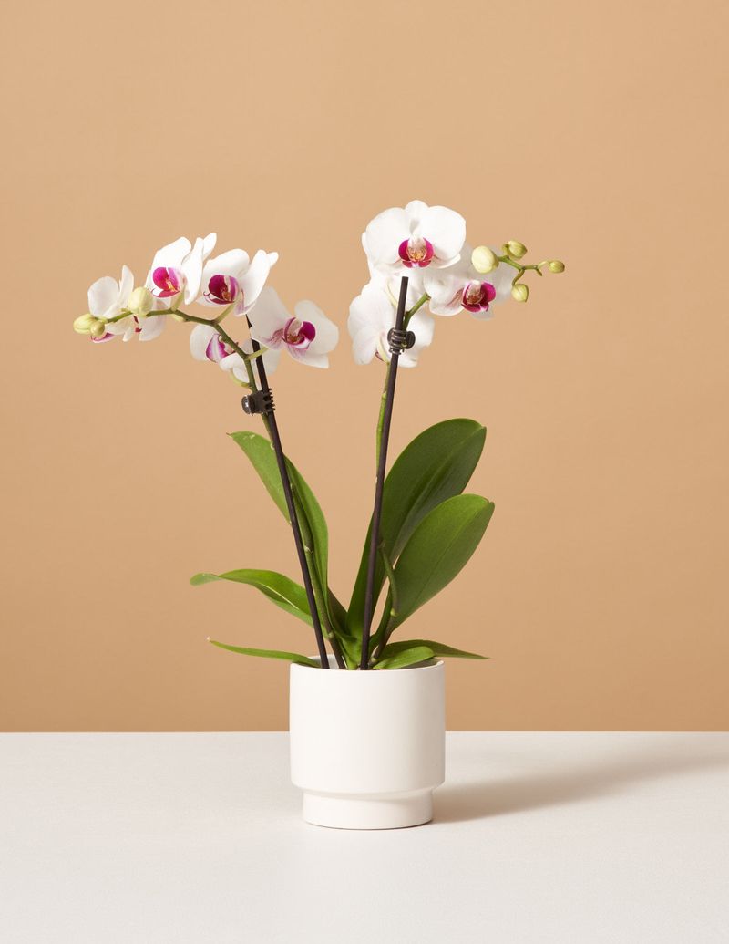 Orchid