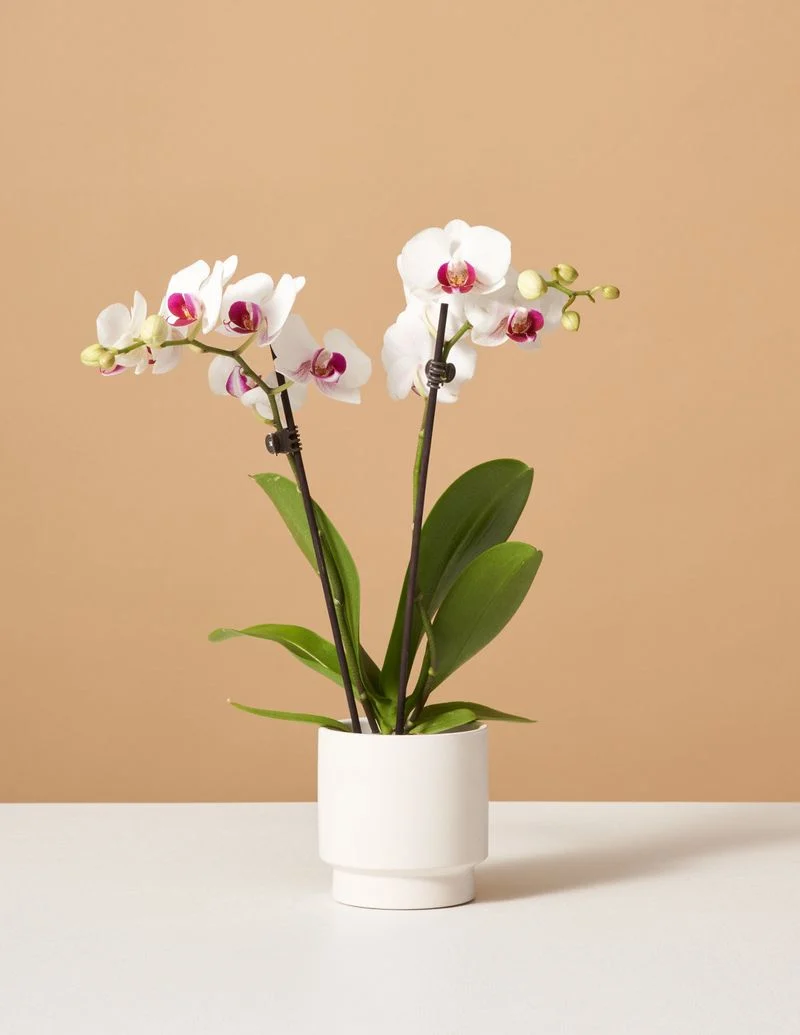 Orchid