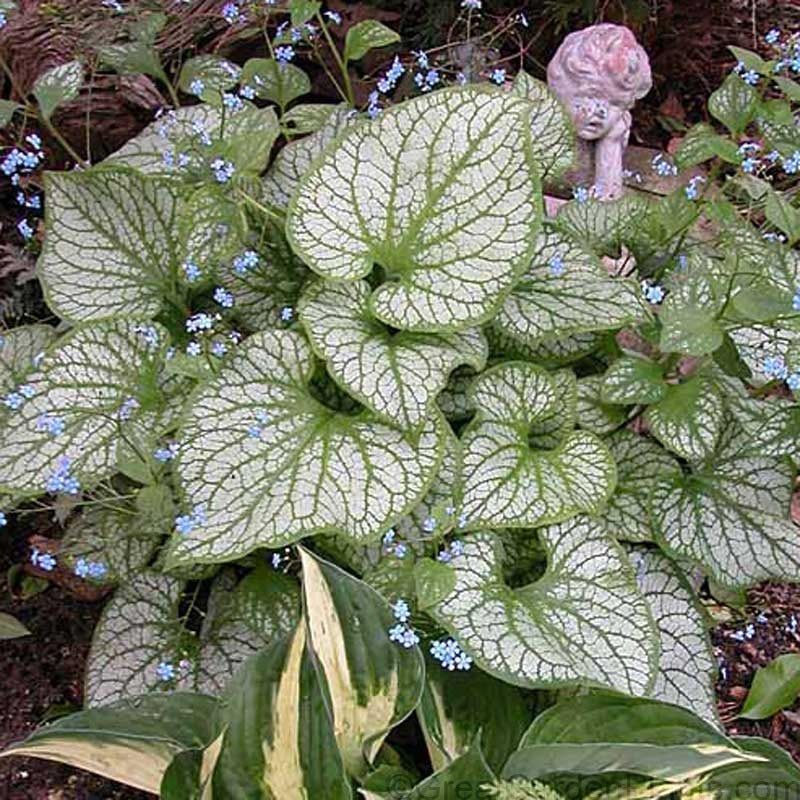 Brunnera (Siberian Bugloss)