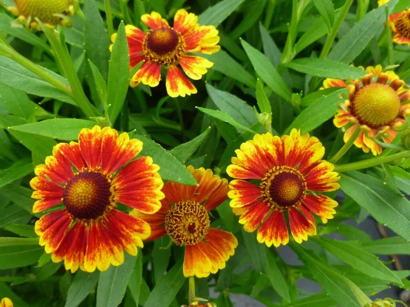 Helenium