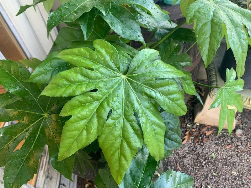 Japanese Aralia