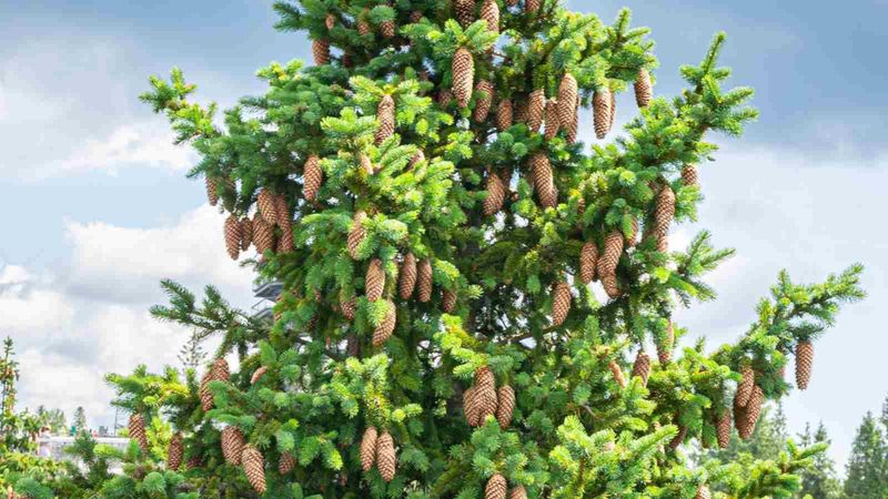 Spruce